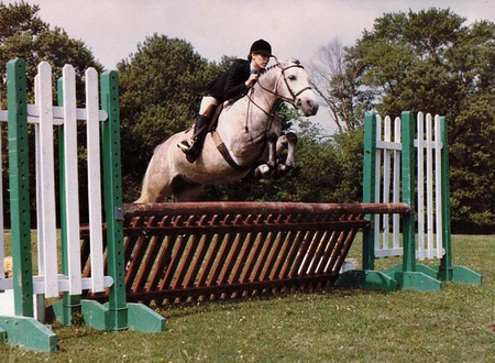 White Hunter Jumper - jumper, hunter, horse, eventing