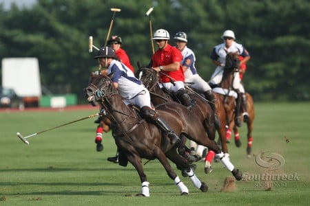 Polo Match - horses, event, polo, polo match