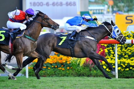 Turf Racing - horses, racing, race, turf racing