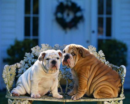 lovers in love how sweet it is - bulldogs, cute, in, adorable, love