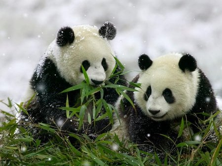 Cold winter - animal, winter, panda, bear