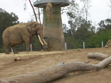 ELEPHANT - confined, lovable, big, tough