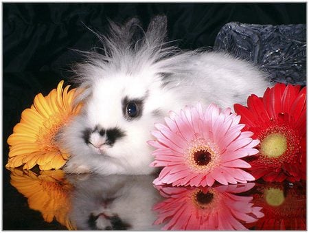 Fluff and flowers - fluffy, bunny, black, white, reflections, gerber daisies, grey, yellow, pink, red