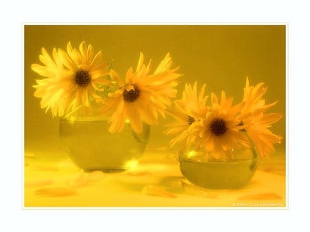 Loving yellow - brown, daisies, vases, yellow, yellow theme