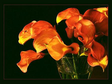 Flower flames - water black background, yellow, orange, flowers, vase, flame shapes