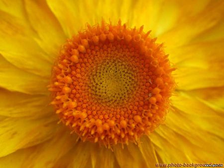 daisy so clos - close, flower, yellow, nature