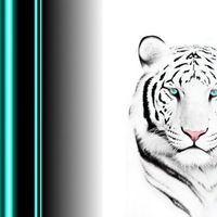 White tiger