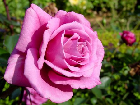 Beautiful rose - flower, rose, petals, pink, nature