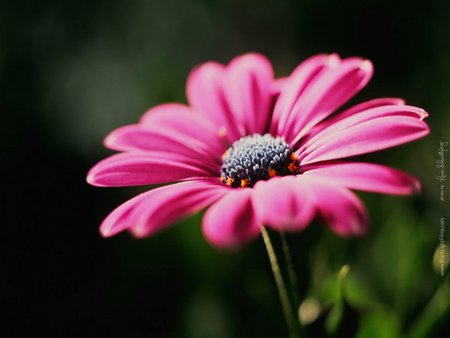 Pink daisy - daisy, gerber, flower, pink