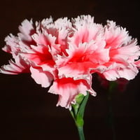 great pink carnation