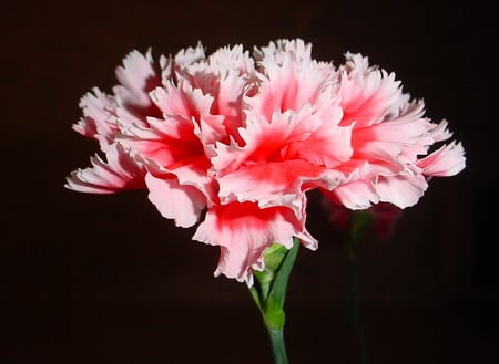 great pink carnation - carnation, flower, nature, pink