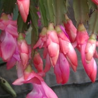 Cactus Pink Flowers