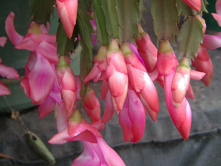 Cactus Pink Flowers - zygo, flowers, cactus, pink