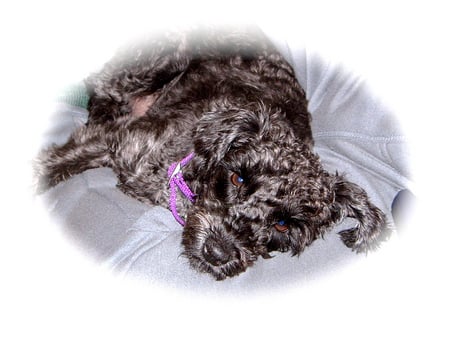 Schnoodle Black Puppy - schnoodle, black, coco, puppy