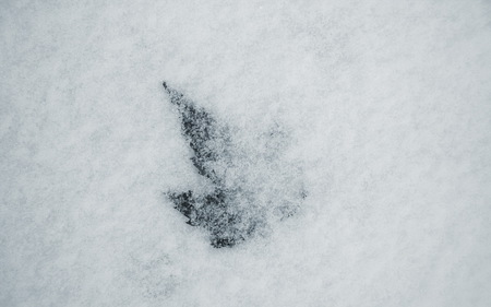 Oak Leaf - white, winter, nature, snow, leaf, oak