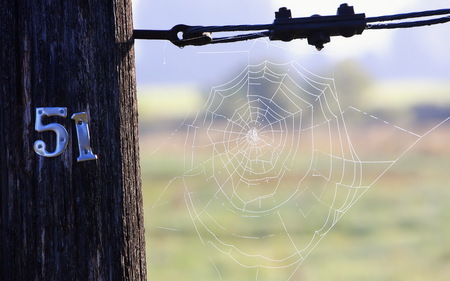 51 - spider web, wire, 51, photography, abstract