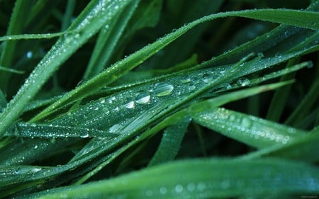 tears - tears, grass, forest, green