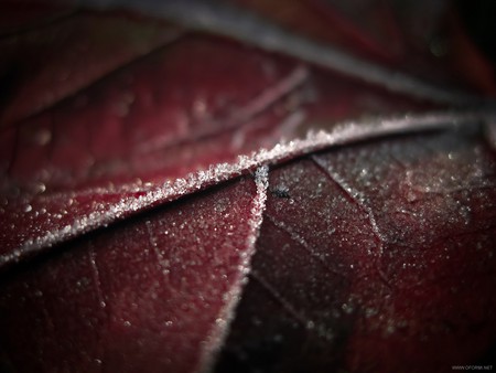 cold - ice, red, macro, cold, leaf