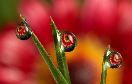 Flower Droplets - margarithe, flower, drops, re