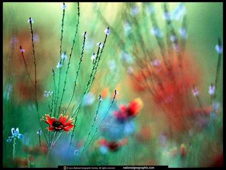 Separately - anemone, colorful, meadow, flower