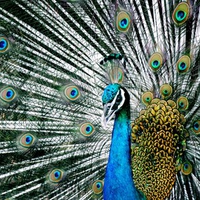 Blue Indian Peacock