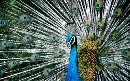 Blue Indian Peacock - peacock, feathers, beautiful, animal, bird