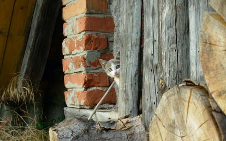 Courious kitty - doorway, hiding, log, brickwall, cute, cat, animals