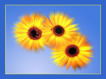 Sunshine x 3 - three, bright, yellow and brown, blue background, sunny, flowers, daisies