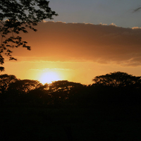 Savana sunset