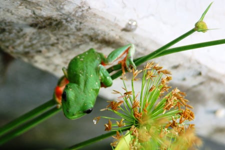 Ready to jump - litte, frog, green, cute, jump