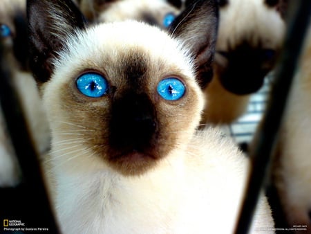 Cat Eyes - cat, siamese, beautiful, blue eyes