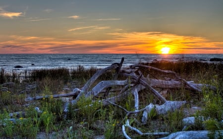 Macgregor Point Sunset - flowers, clouds, sunset, beach, lake, driftwood, rocks