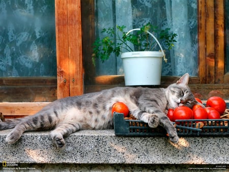 Just Being Lazy - nuts, relaxing, tomatoes, sleepy, plant, cat, grey, white, red, tray, feline, timber, window ledge, bucket, pourch, sleeping