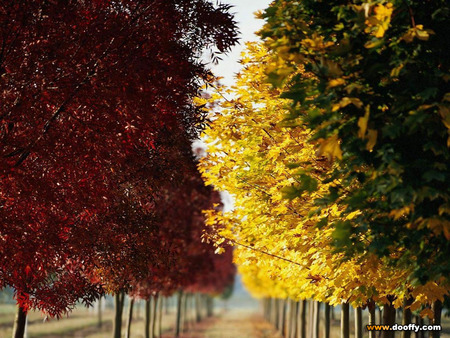 The Colour Of Autumn - trees, colour, nature, simplicity, road