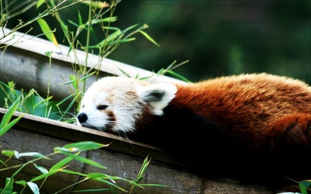 red panda - animal, firefox, forest, fox