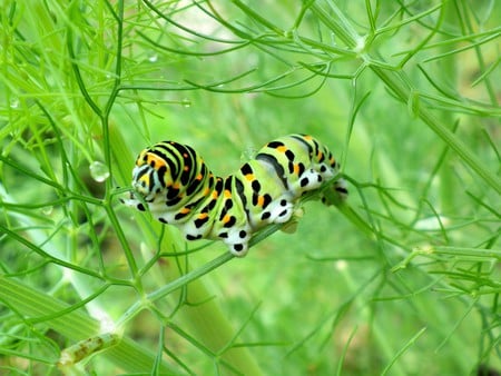 caterpillar - animal, green, sweet, caterpillar