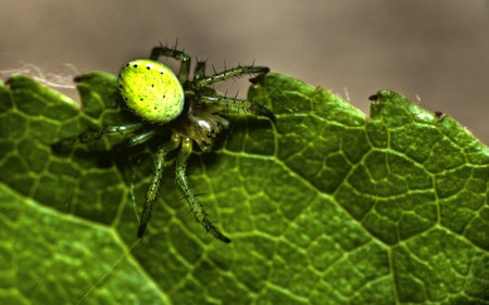 spider - green spider, spider, spiderman, fear