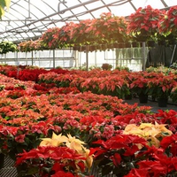 Poinsettias