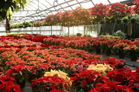 Poinsettias - hothouse, pots, poinettias, flower display