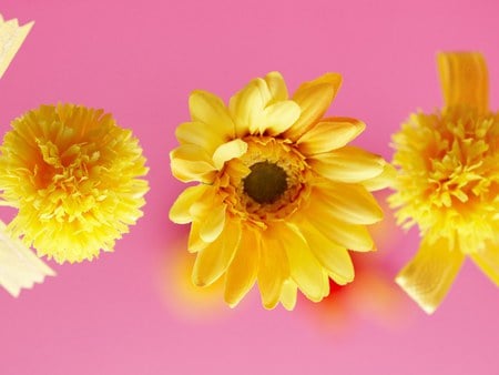 Sunny yellows - flowers, carnations, gerberas, yellow