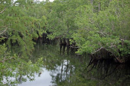 Blackwater River - river, trees, forest, fishing