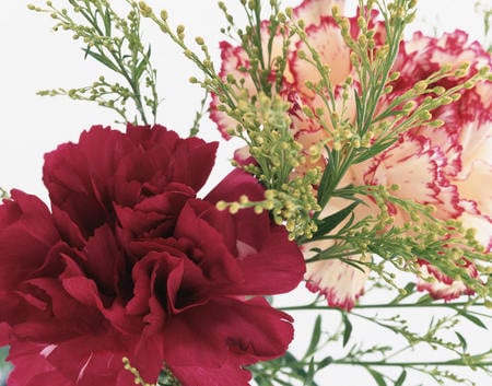 Pretty carnations - flowers, carnations, striped, leaves