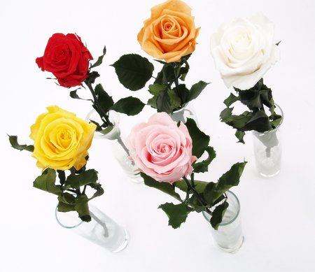 Separate Roses - roses, apricot, white rose, yellow, red, pink, glass vases