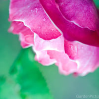 Pink Rose