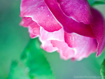 Pink Rose - rose, greenery, corner flower, pink