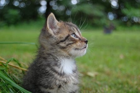 tiger kitten - baby, cats, tiger, cute, kitten