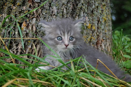 fluffy cat - pretty, baby, cats, long hair, kitten