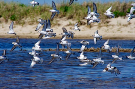 Little Beauties - pretty, birds, flock, gathering