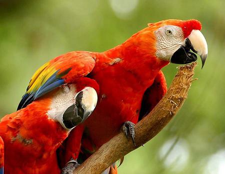 Scarlet Macaws - parrots, birds, macaws, scarlet macaws