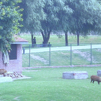 Deer house in park of Lahore